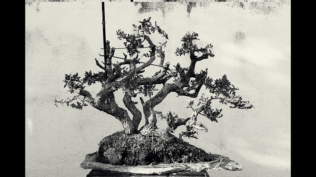 Bonsai Tree Crataegus 11 step 2