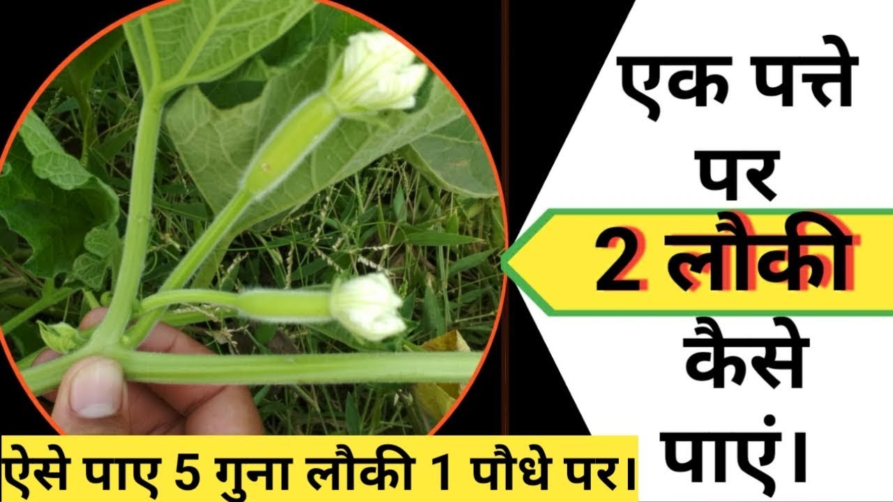 3G/4G कटिंग लौकी पर करना सीखिए।  1 पौधे पर पाए 5 गुना लौकी।
