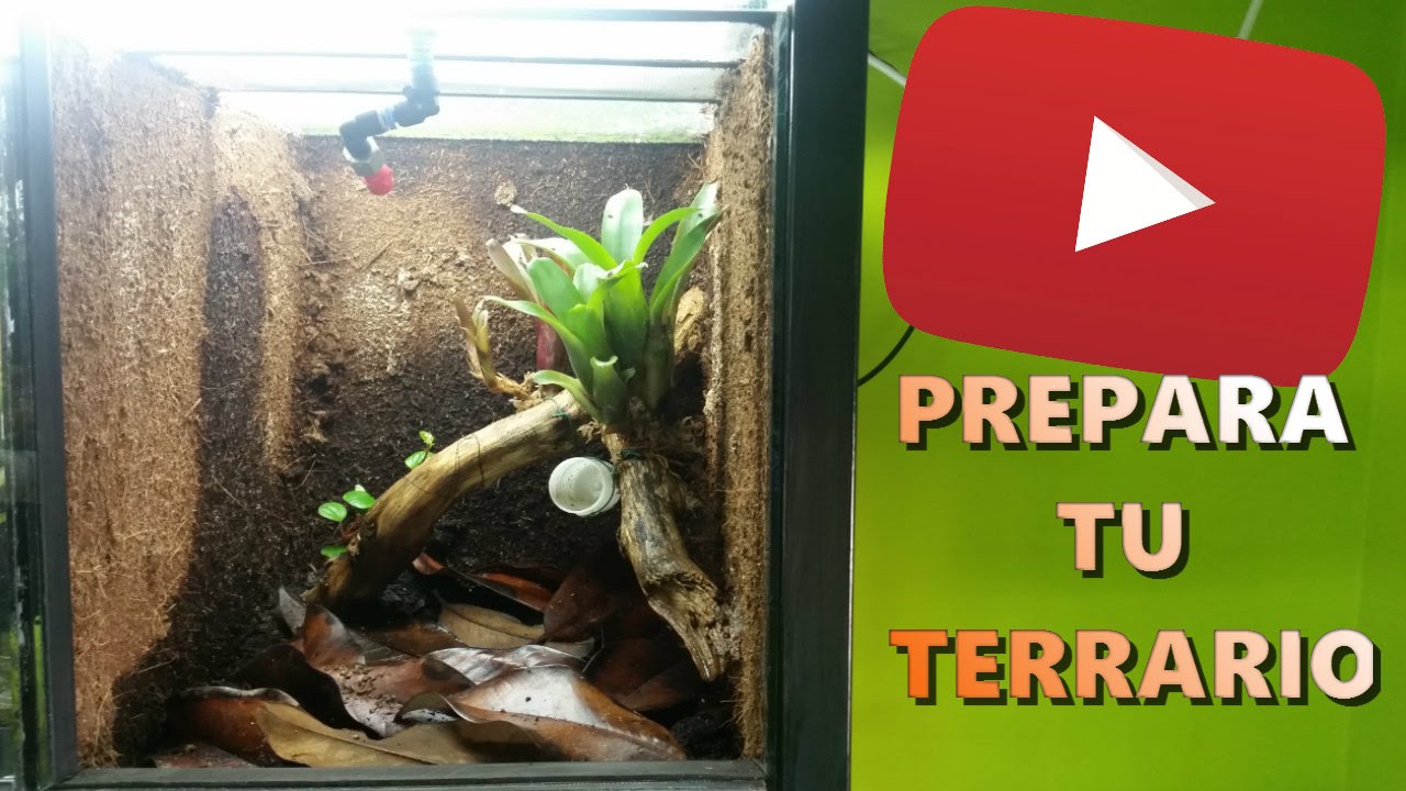 Como Preparar Un Terrario