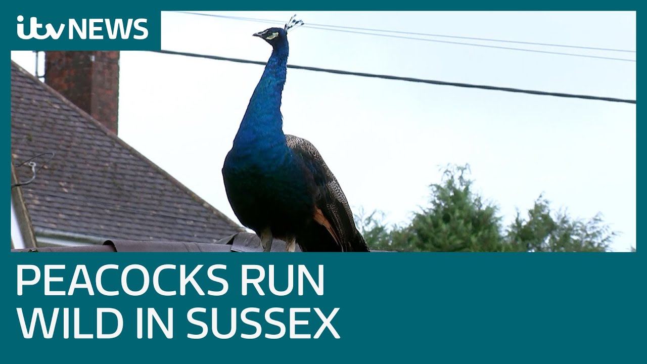 Peacocks ruffling feathers in West Sussex | ITV News