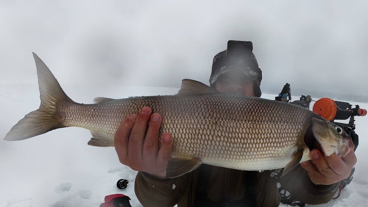 Нашел стаю сига на 40+ м… но пришлось уговаривать | Lake Simcoe