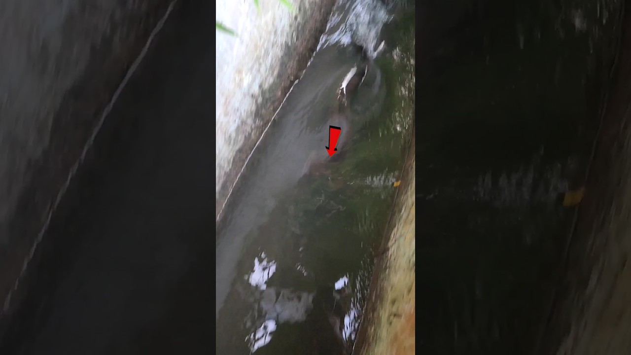 cepat sekali‼️indukan ikan lele babon yang terekam berenang di parit kecil #shorts #lele_babon