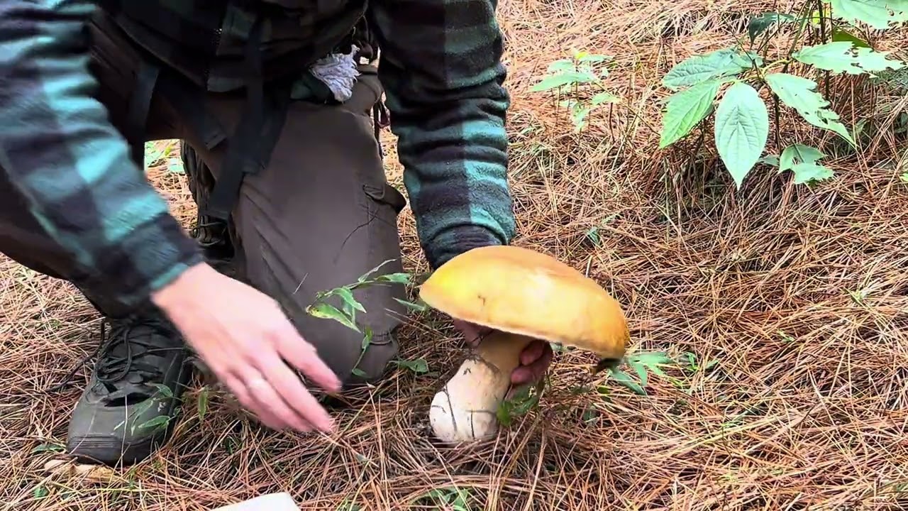 Caça a Cogumelos no Mato | Bushcraft e Alimentação Primitiva 