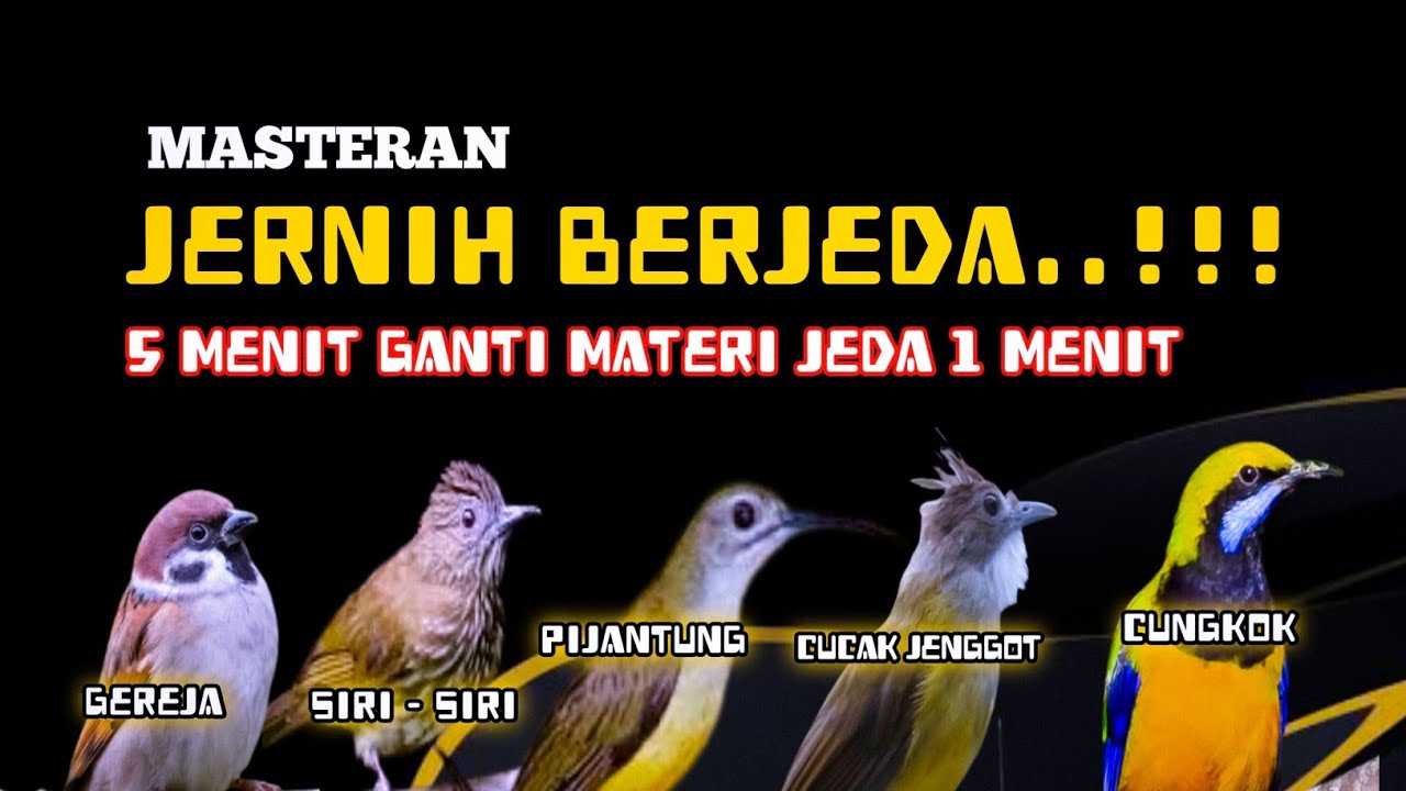 2 jam Masteran kombinasi JERNIH BERJEDA tiap 5 menit ganti materi jeda 1 menit