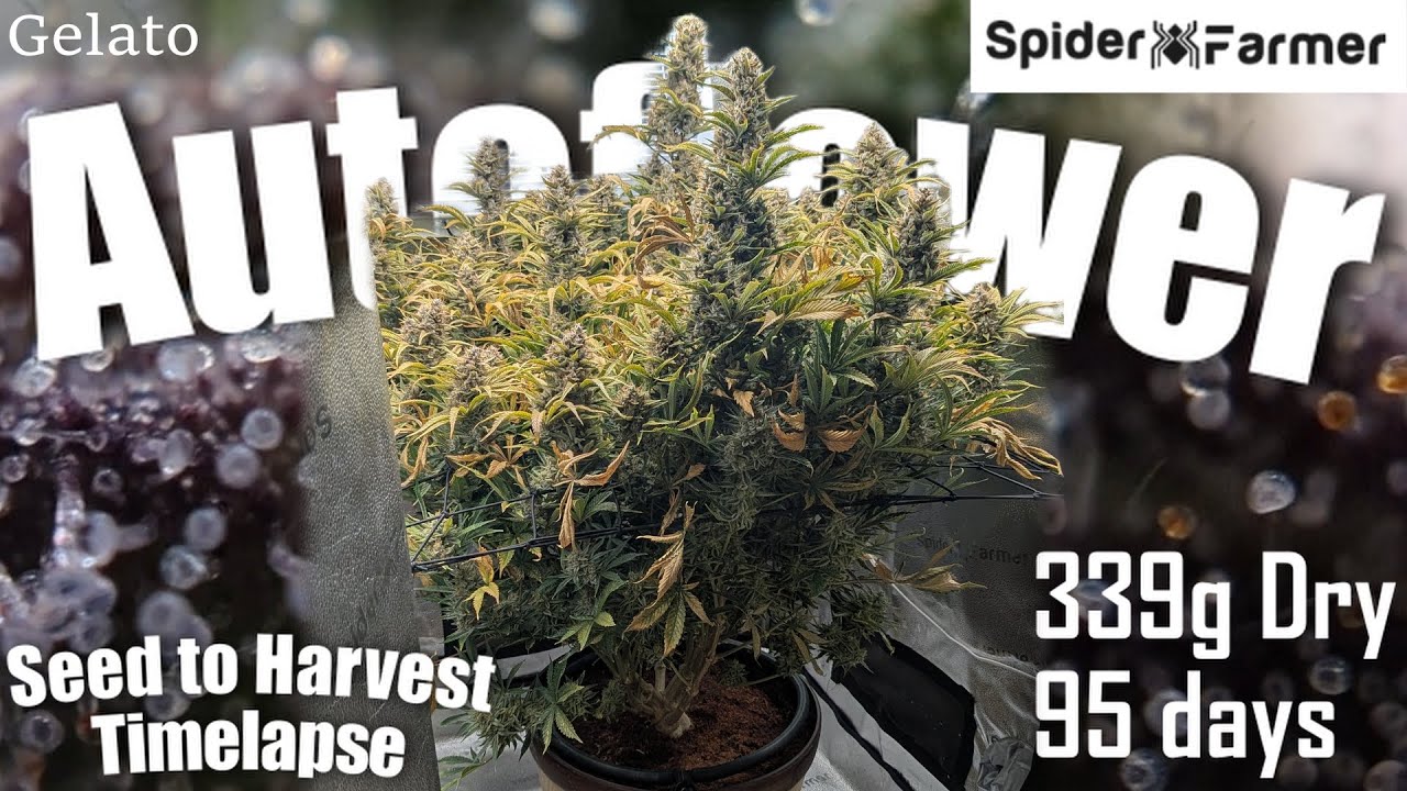 Timelapse -339g Autoflower- Seed to Harvest - Gelato Autoseeds- Spiderfarmer SF4000 and SE3000