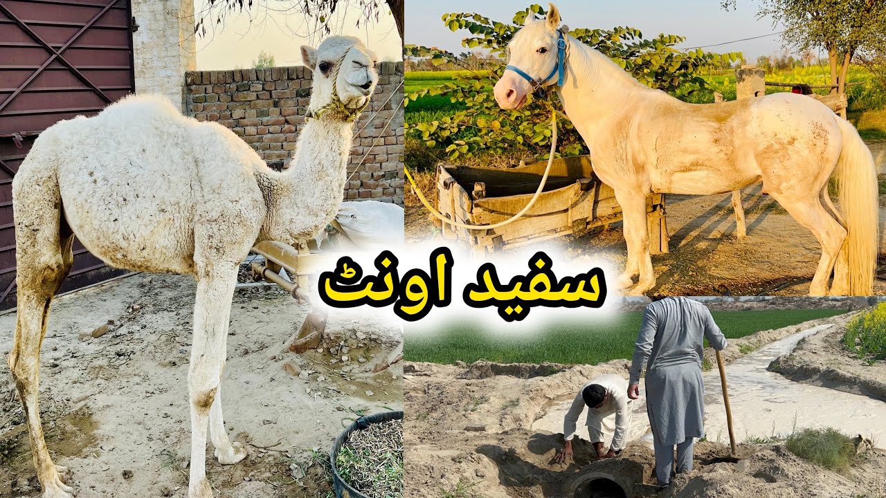 Camel Ka Dill Lag Gaya Ab 🐪 | Cow Farming in Pakistan 