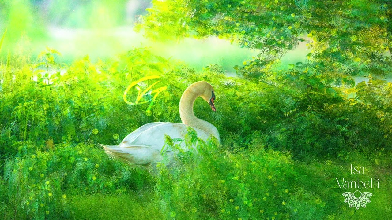 Vlad Gluschenko - Swan