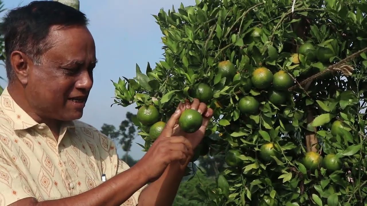 Thai-2 Orange( থাই-২ কমলা)। কমলার বানিজ্যিক জাত🍊🍊