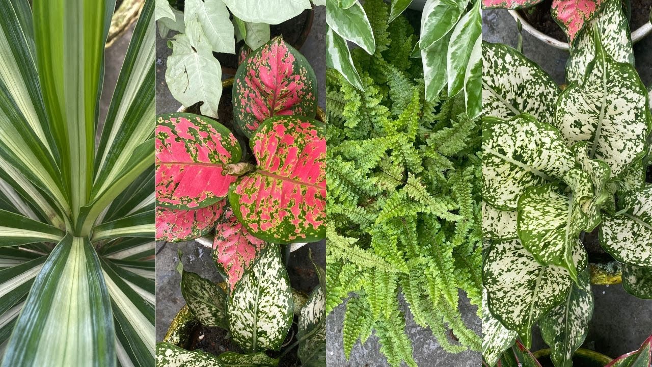 Ornamental Plants | Techngarden
