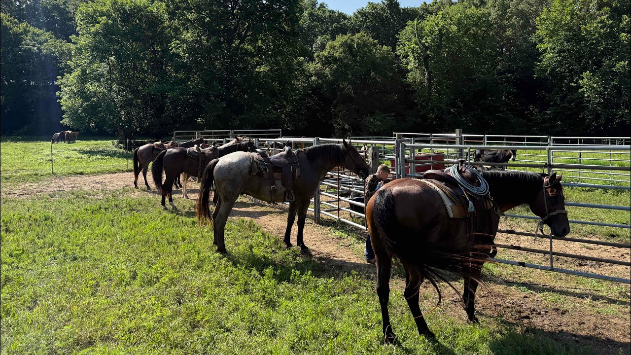 Cow Working at the C3R Ranch - Just Ranchin
