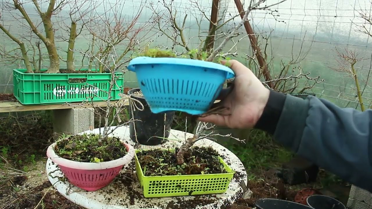 Prunus incisa y mala elección de coladores