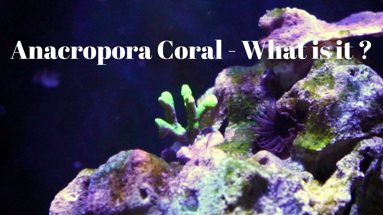 Anacropora Coral Care Tips