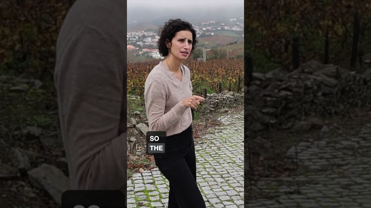 Using Olive Trees for Water Management  #shorts  #dourovalley #portugaltourism #winetourism