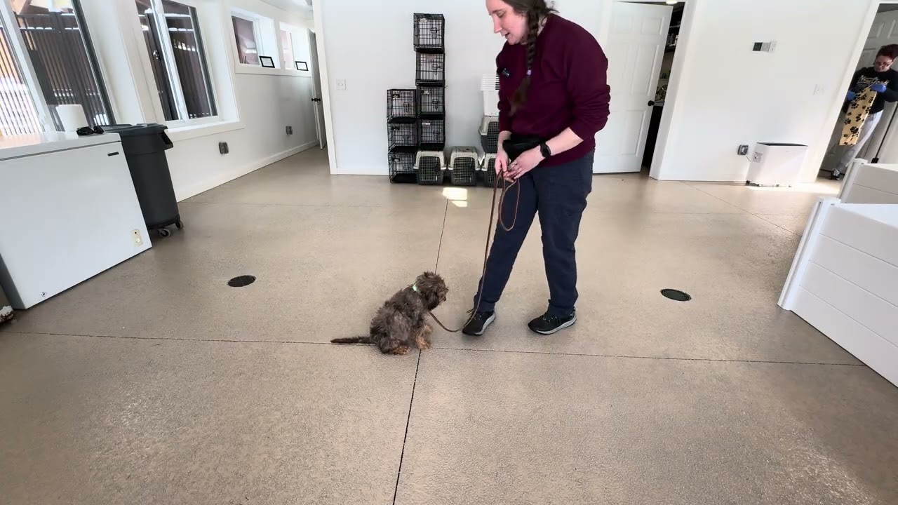 Rocco Leash Skills w/ Distractions 02/24