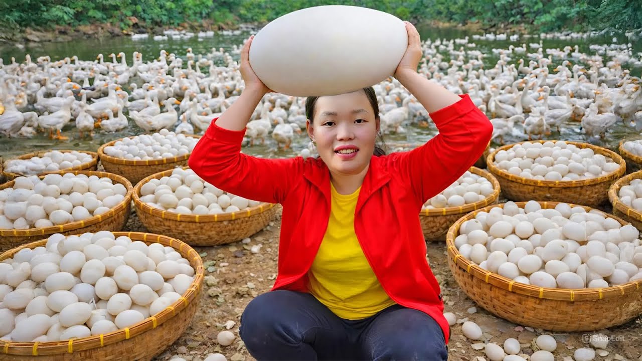 Harvesting Fresh Duck Eggs to Sell at the Market – Cooking a Simple Homemade Lunch | Rural Life