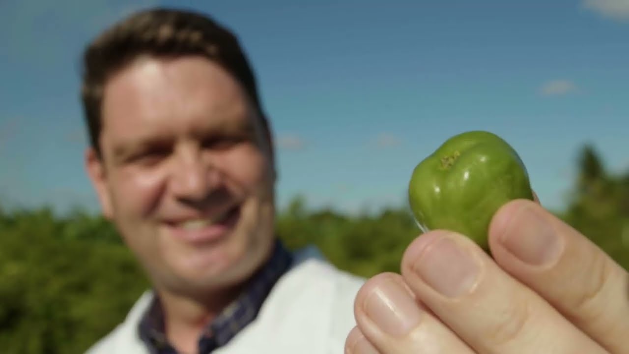 Tesoros Botánicos - Acerola: Vitalidad y fuerza para una vida más saludable