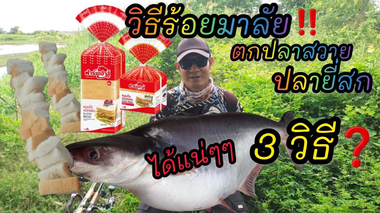 แนะนำ‼วิธีตกปลาสวาย❗แบบร้อยมาลัย❓3วิธี รับรองได้ตัวแน่นอน💯