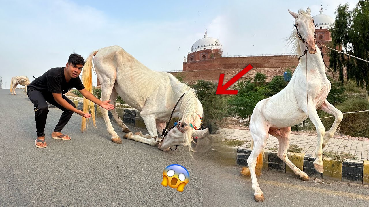 Hmara Horse Na Kamal Dance Kia 😍