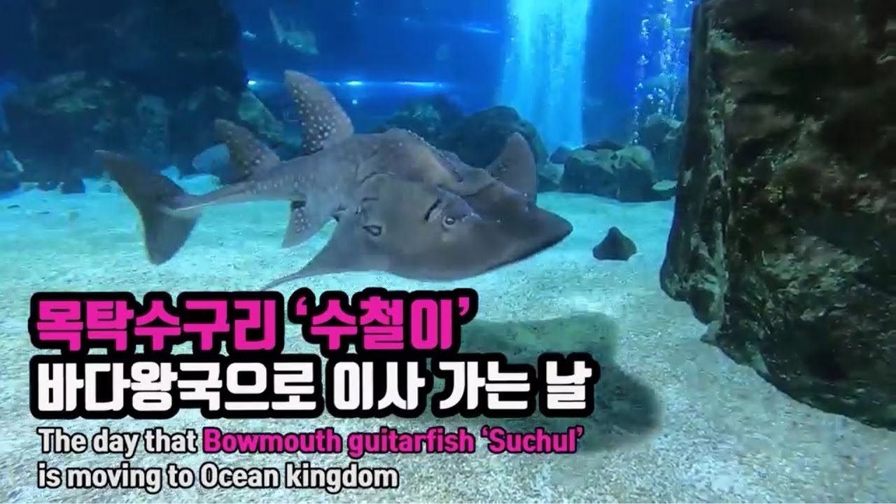 KOREA COEX AQUARIUM 목탁수구리 '수철이' 바다왕국으로 이사 가는 날 (Bowmouth guitarfish)