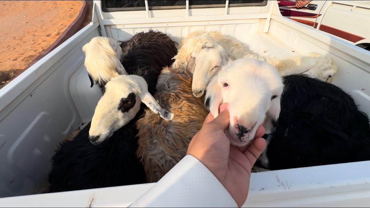 جيت سوق الخطه 👍🏻🐏وخذيت جوله بالكبره 👌🏻🔥