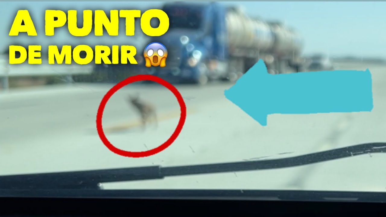 Perrita abandonada persigue a los autos por ayuda,  casi muere en el intento.trato de ayudar pero...