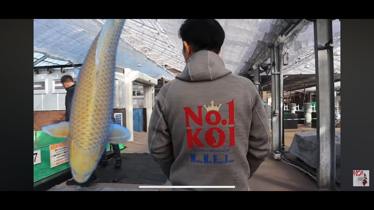 Number 1 KOI visit *Exclusive*