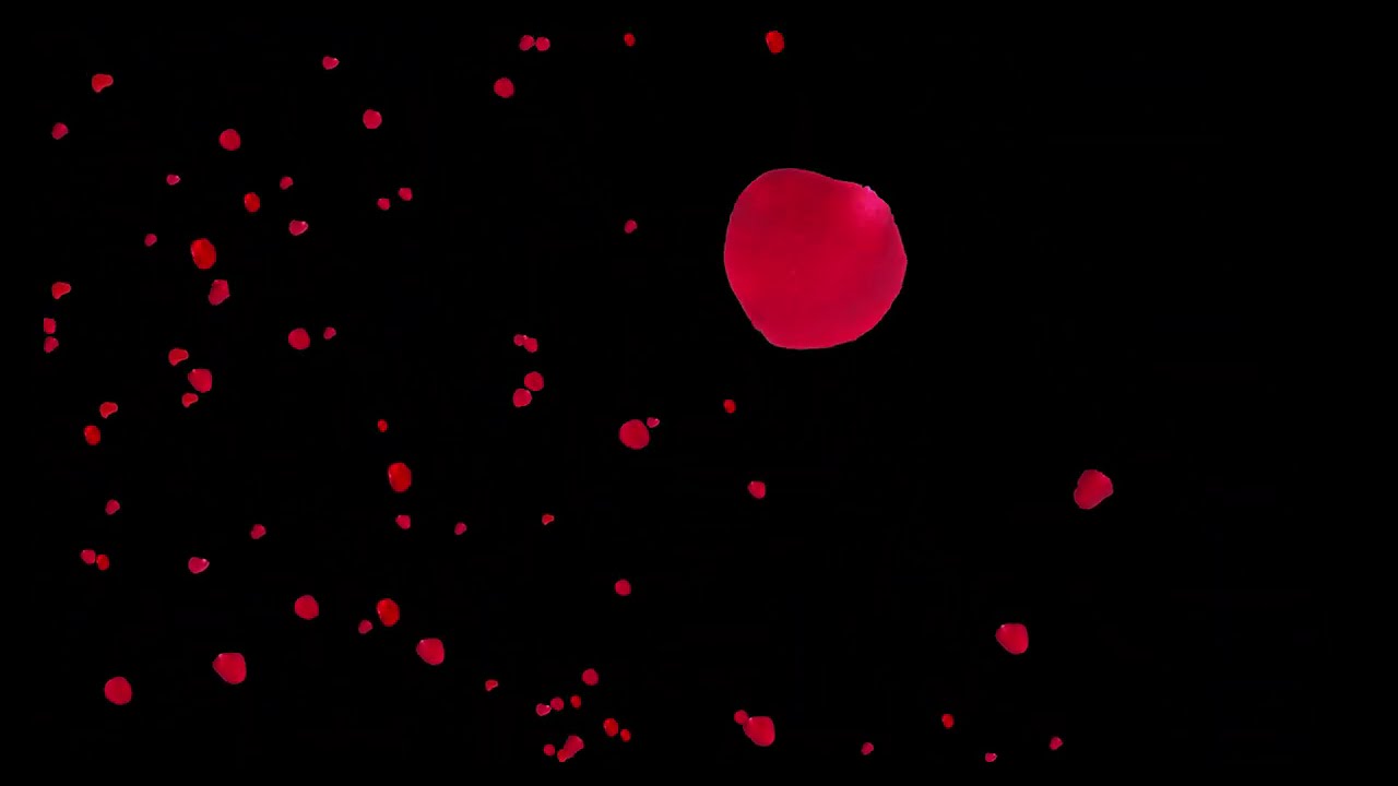 Falling Red Rose Petals Valentine's Day Black Background 4K (No Loops)