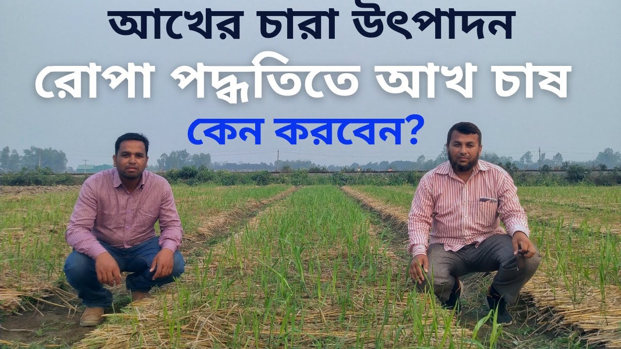 আখের চারা উৎপাদন ও রোপা পদ্ধতিতে (STP) আখ চাষ কেন করবেন।