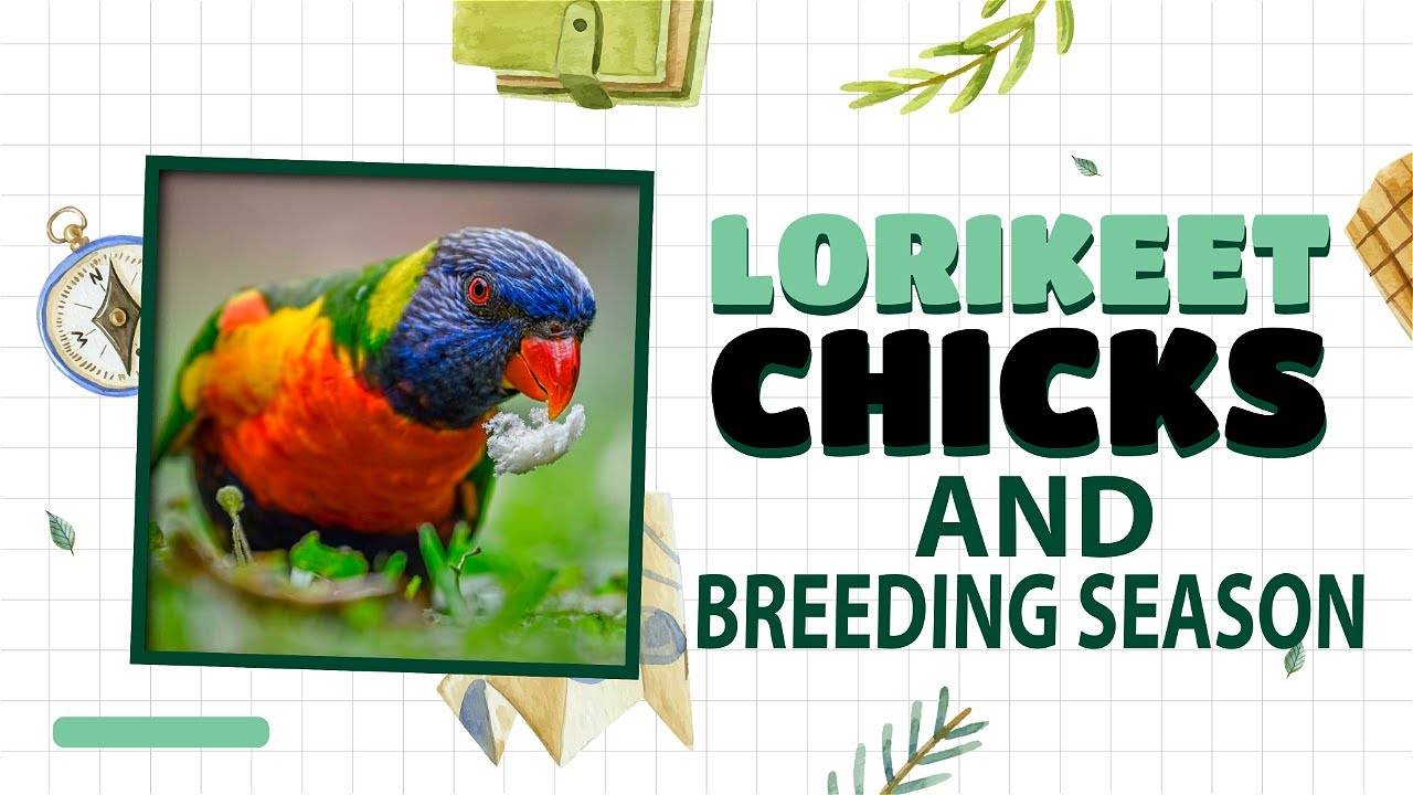 Beautiful lorikeet | Rainbow lorikeet breeding season | Rainbow lorikeet care