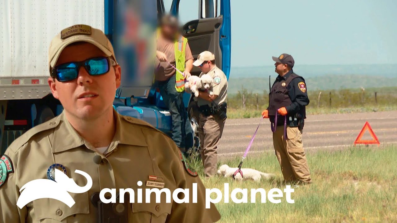 Dolor le impide conducir: pide ayuda con sus perros | Guardianes de Texas | Animal Planet