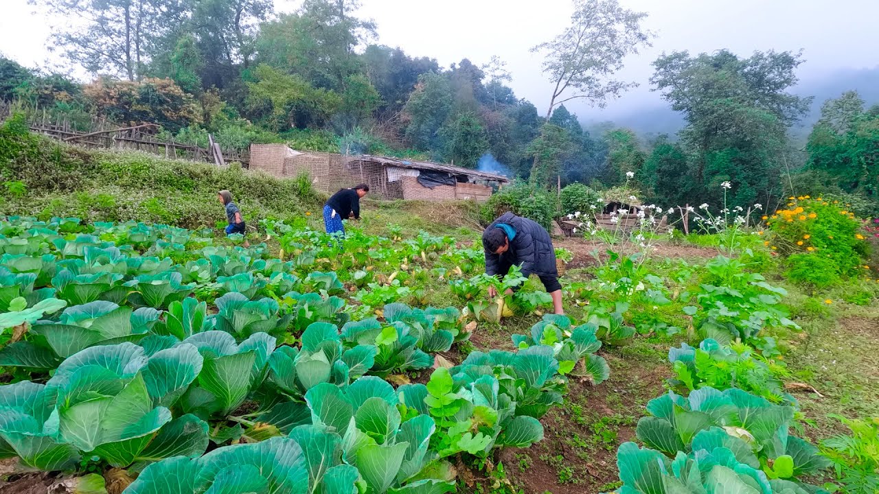 cabbage farming in the village || Rita Rojan's farming in village || Life in rural Nepal @rojanRita