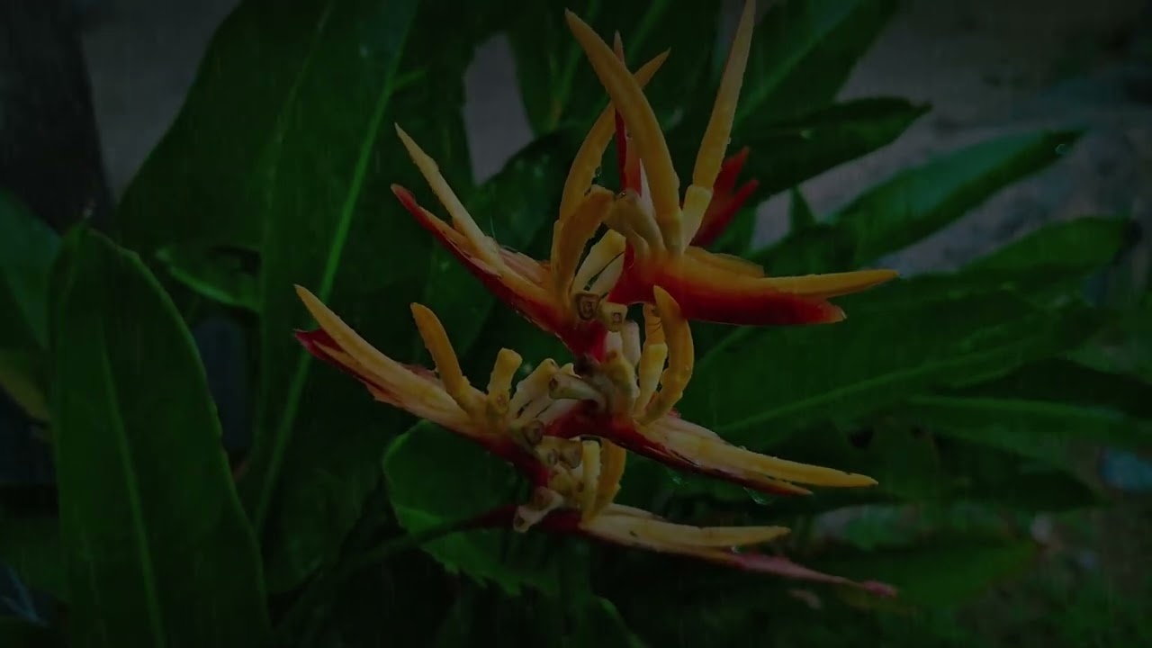 Tropical Rain on Vibrant Exotic Flowers 🌧️🌺 | Deep Sleep Nature ASMR