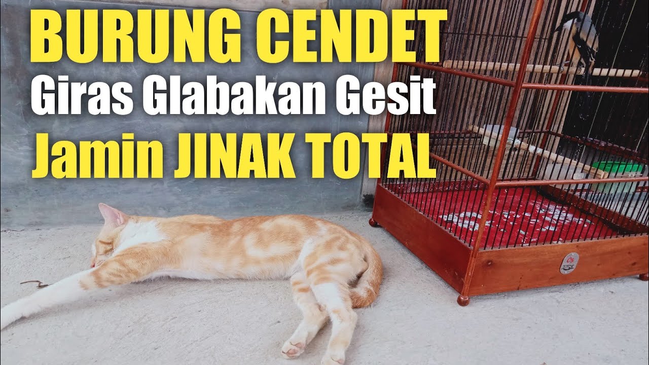 Cara Menjinakan Burung CENDET dengan Teknik AinaBirdFarm