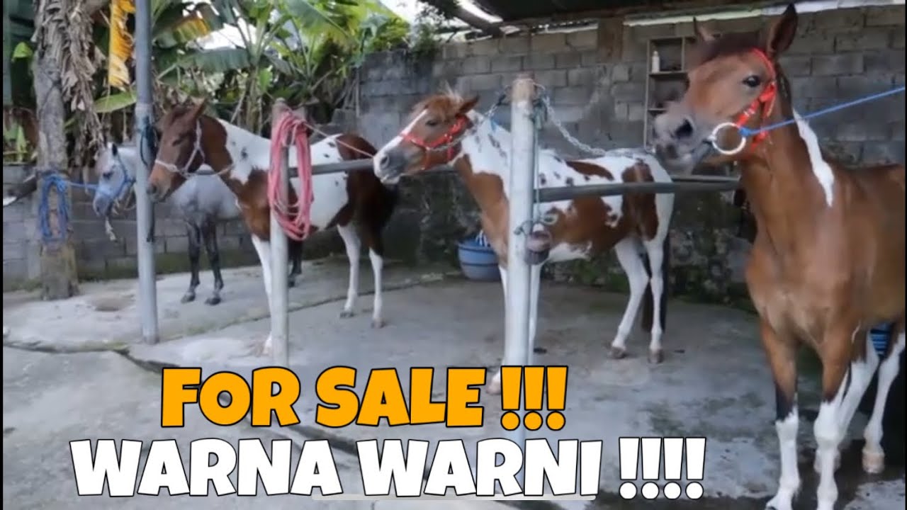 KUDA WARNA ANTIK SIAP DI TIMANG UNTUK PARA KOLEKTOR 