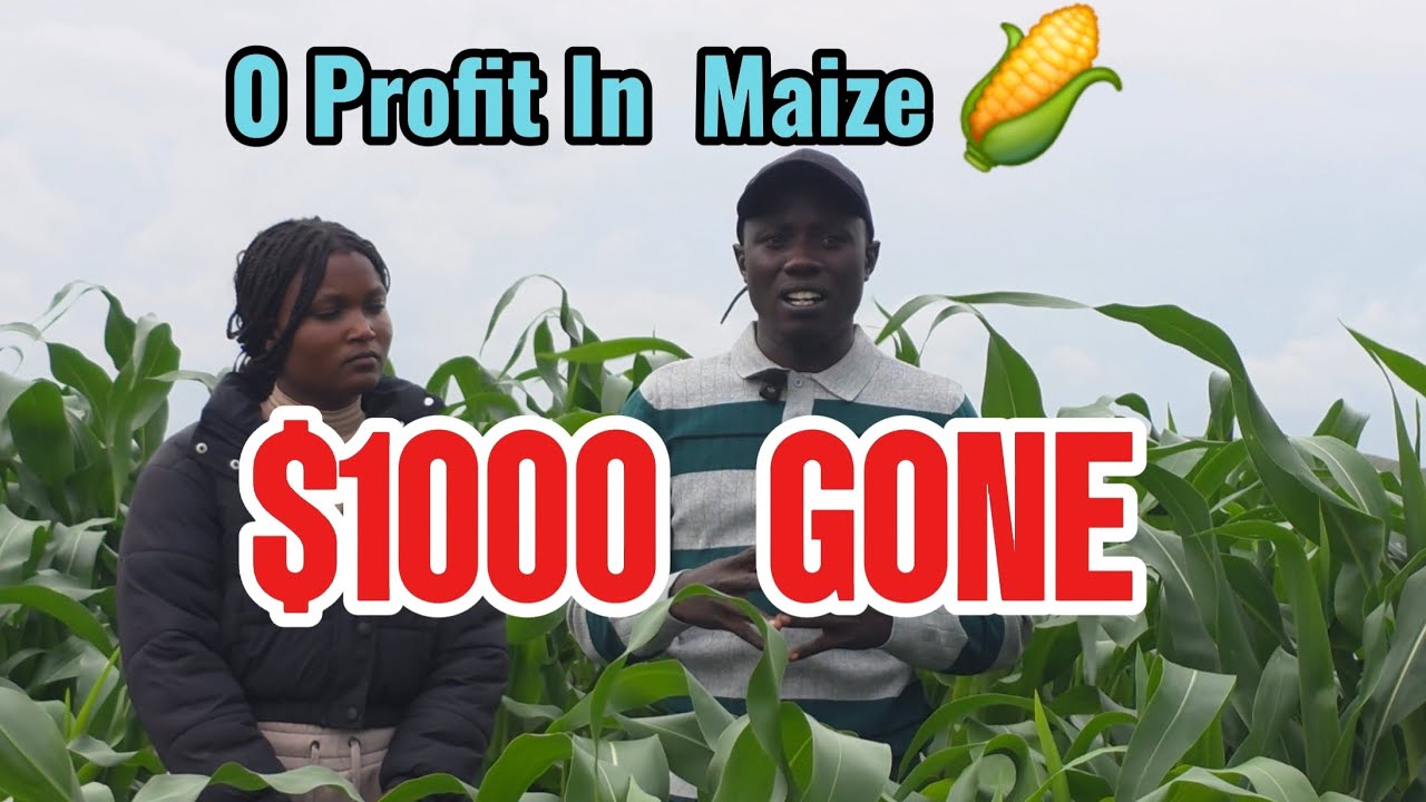 Maize Farming Project update in the rural Zimbabwe 🇿🇼 