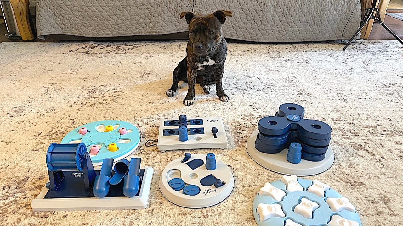 Dog Tries to Solve Six Puzzles