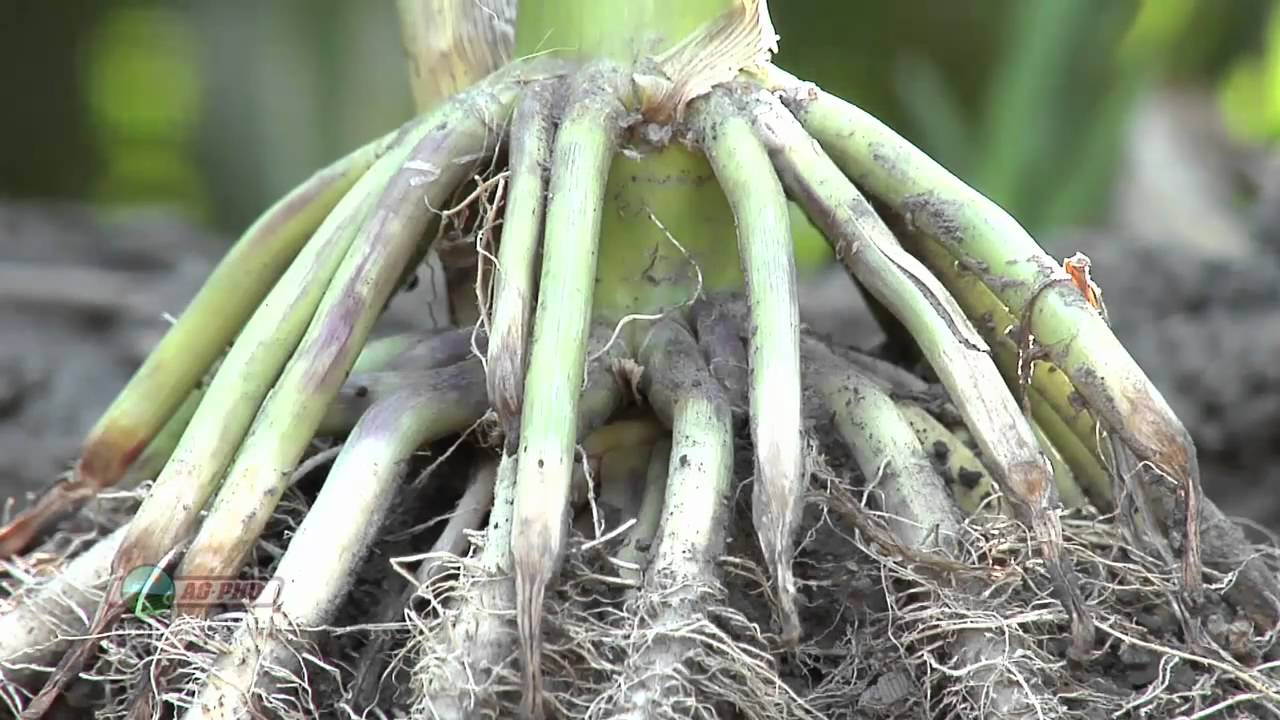 Farm Basics - How To Build Topsoil #675 (Air Date 3/13/11)