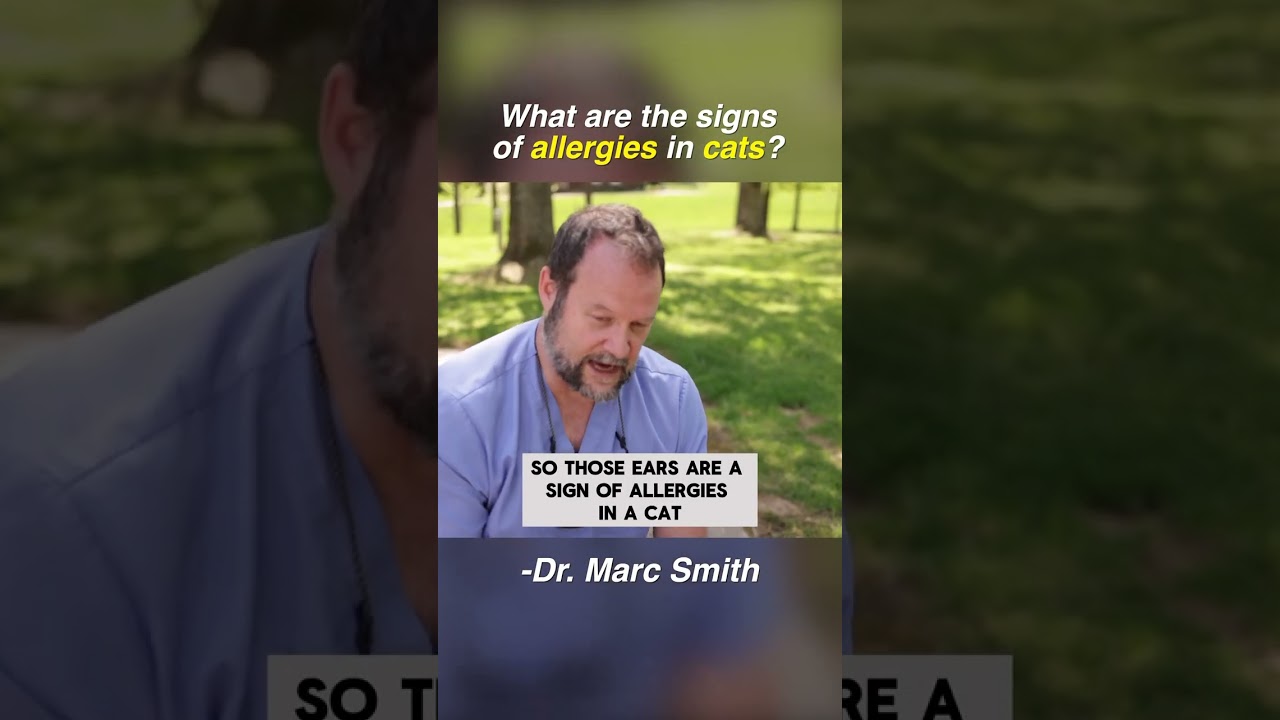 Does My #cat Have Allergies? By Marc Smith, DVM, MS