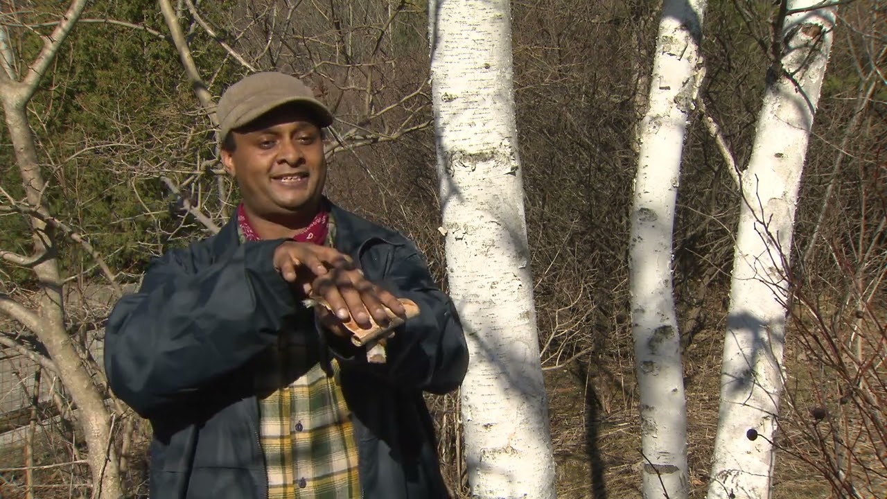 Birch Tree Knowledge with Isaac Crosby, Ojibwe of Anderdon