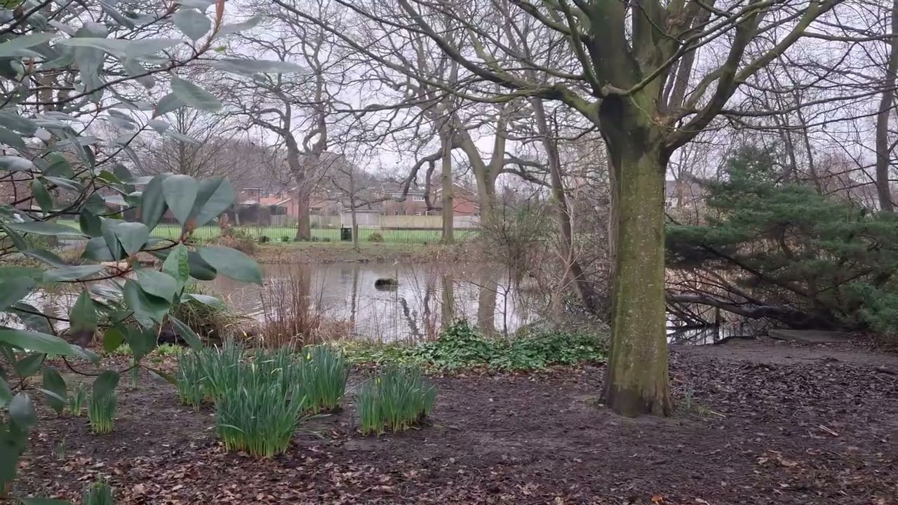Unfiltered Nature views.Nature background voices