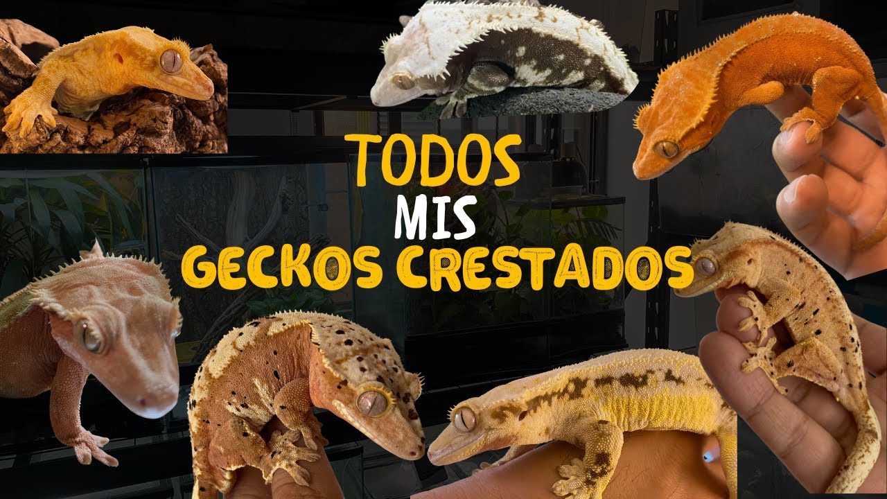 Todos mis geckos crestados, proyectos de reproducción, explicación de fases y más...