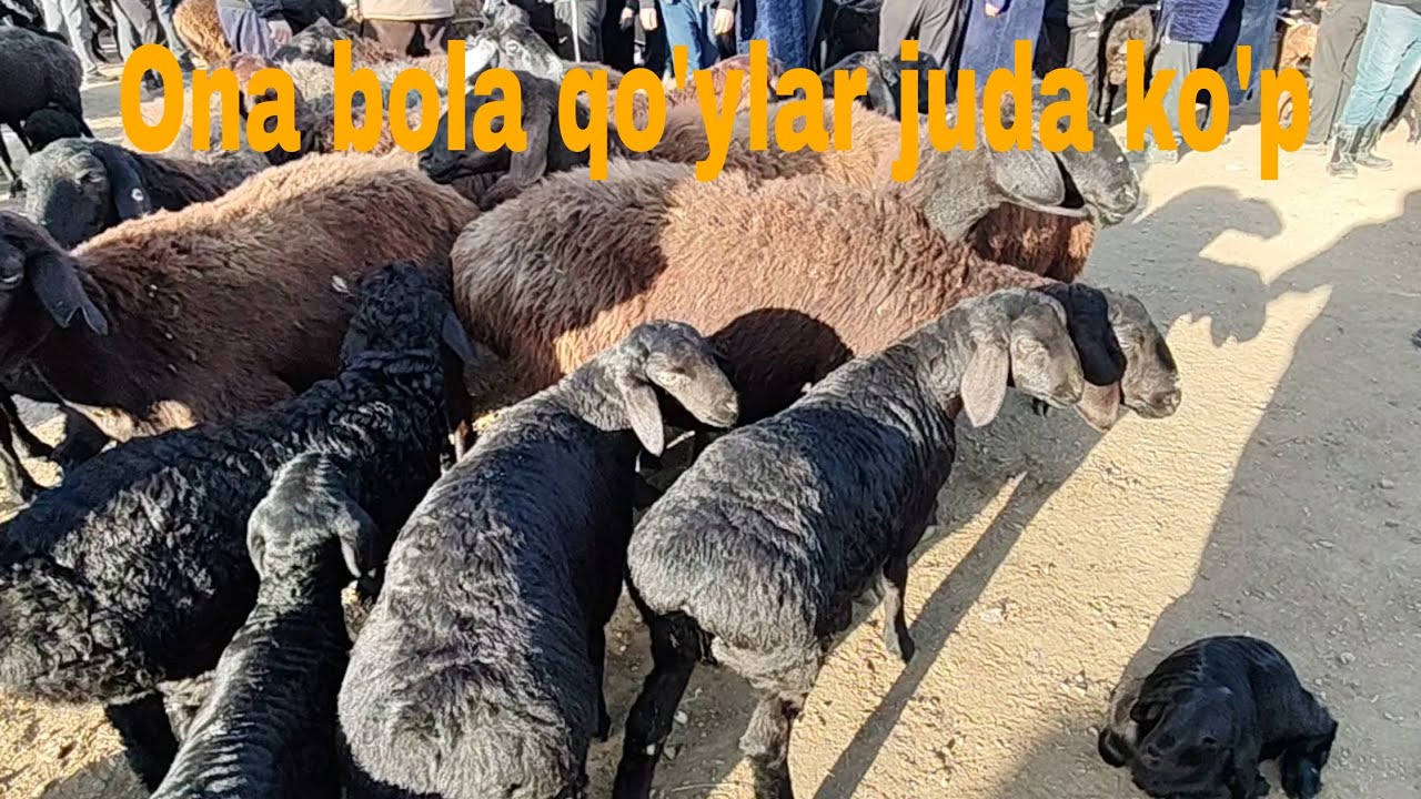 Pahtakor qo'y bozori
