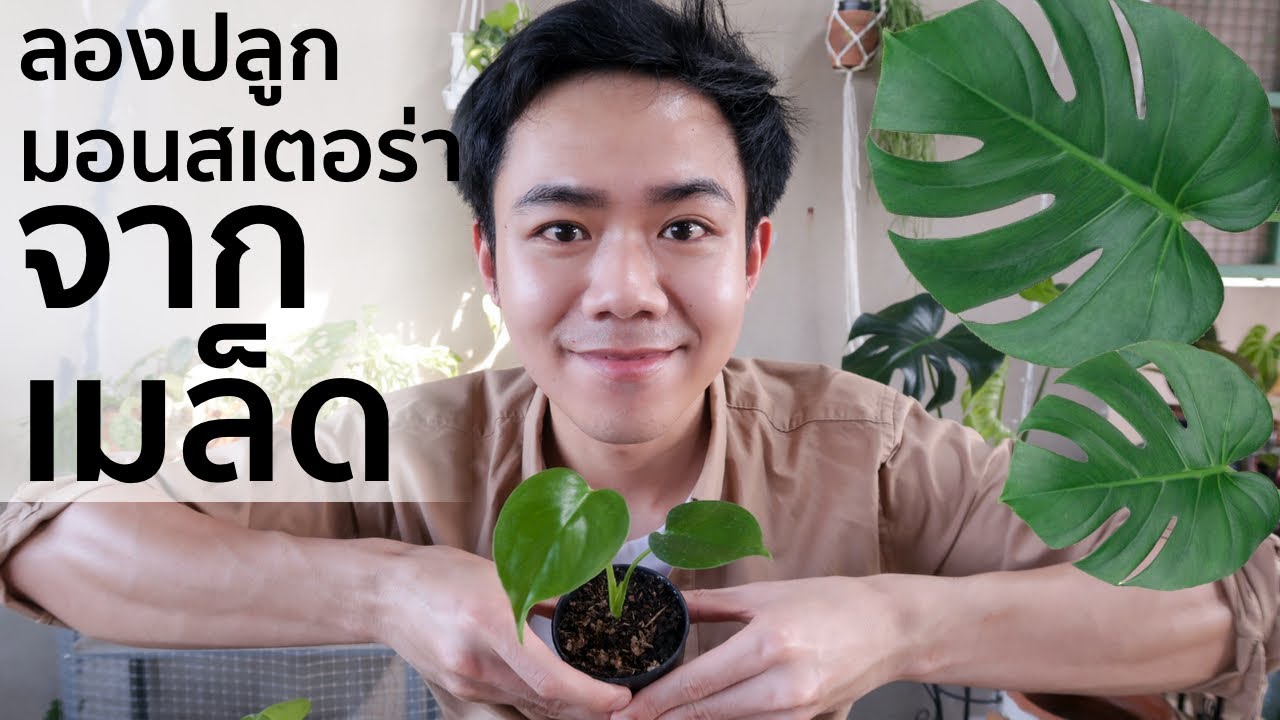 มาปลูกมอนสเตอร่าจากเมล็ดกันเถอะ | Uncle Bank