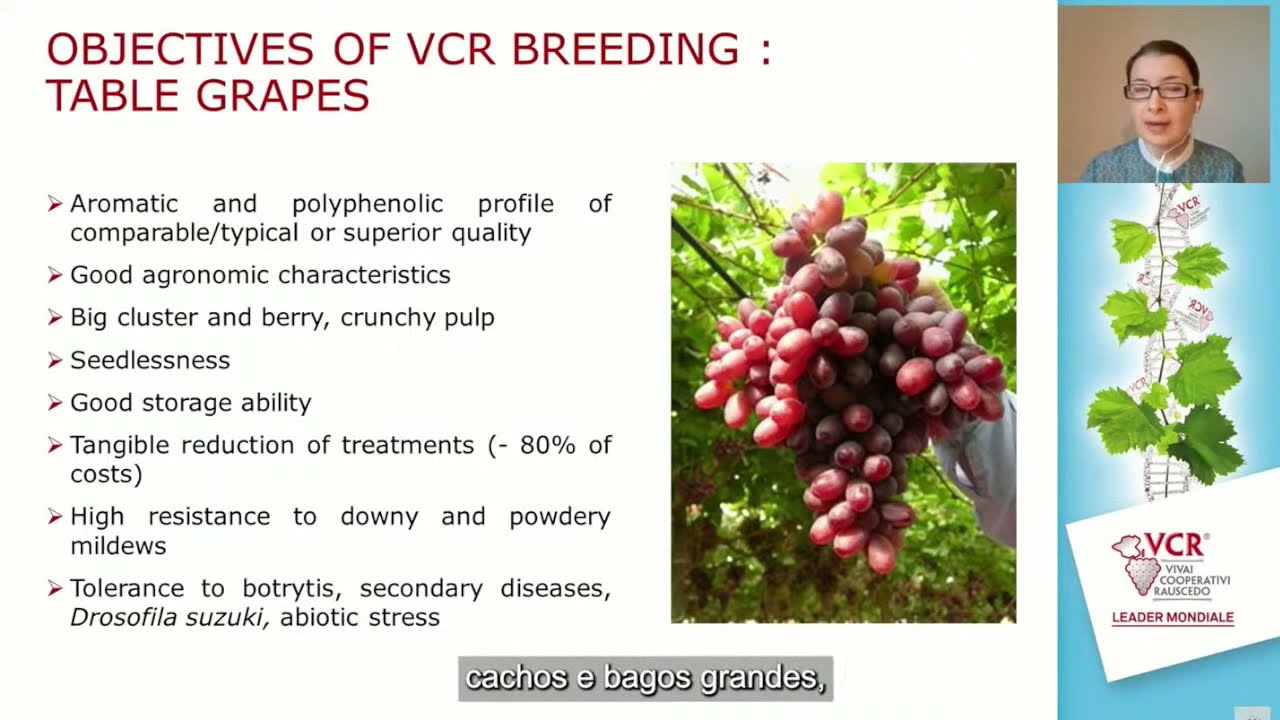 Desenvolvimento de variedades de uvas resistentes na Vivai Cooperativi Rauscedo  EnoConex&atilde;o
