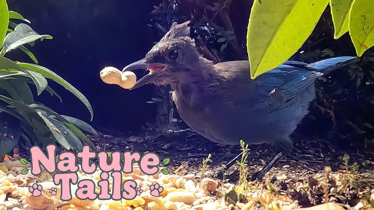 Cat Tv Nature Tails Wild Life Indoor Pet Entertainment Tv - Squirrels & Birds Videos for Cats & Dogs
