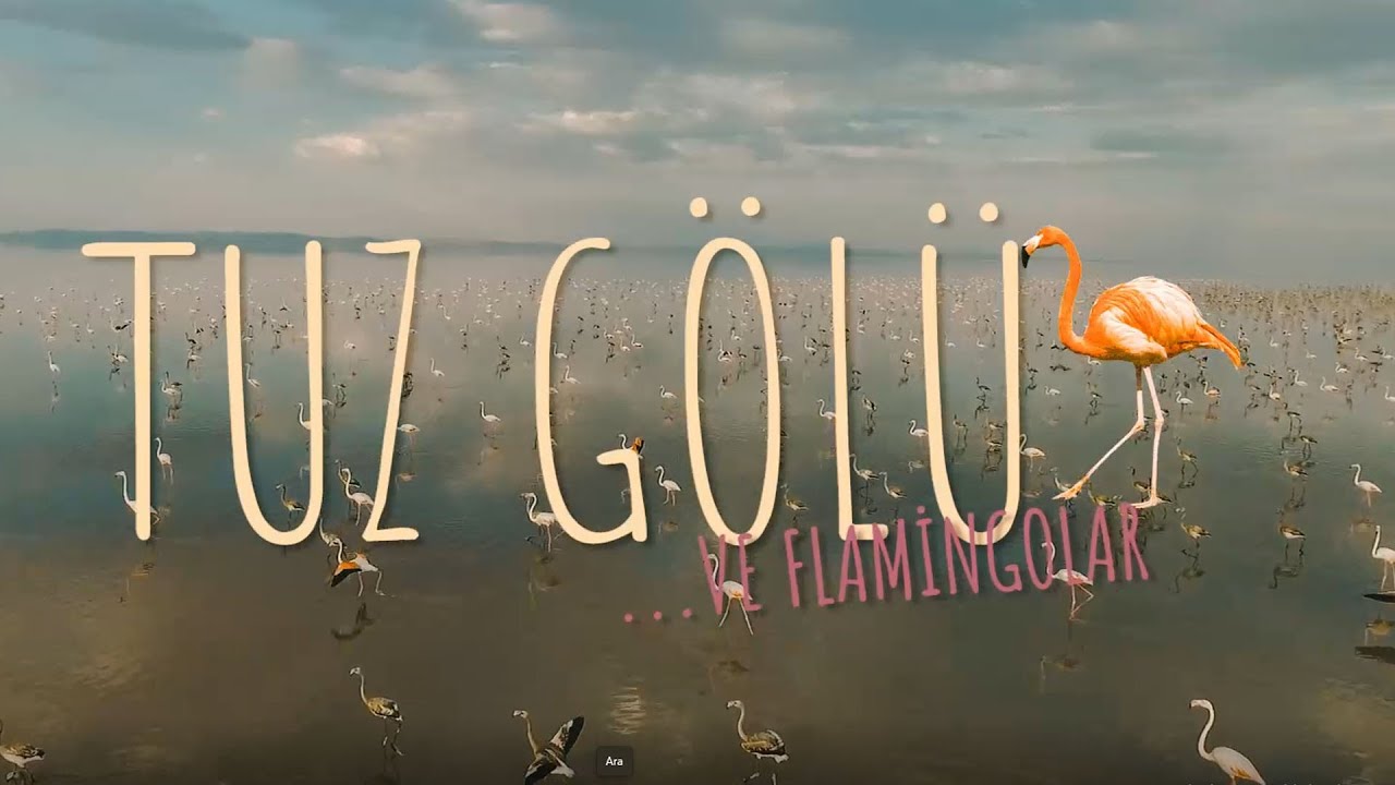 Allı Turnaların (Flamingo) Yolculuğu | Tuz Gölü'nde Bit Dökme!