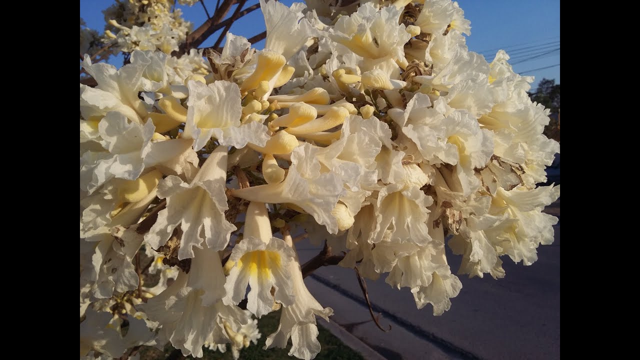 Cómo cuidar del Lapacho - Handroanthus - Palo de Rosa - Tabebuia - Tajy - Guayacán - Tajibo - ipê