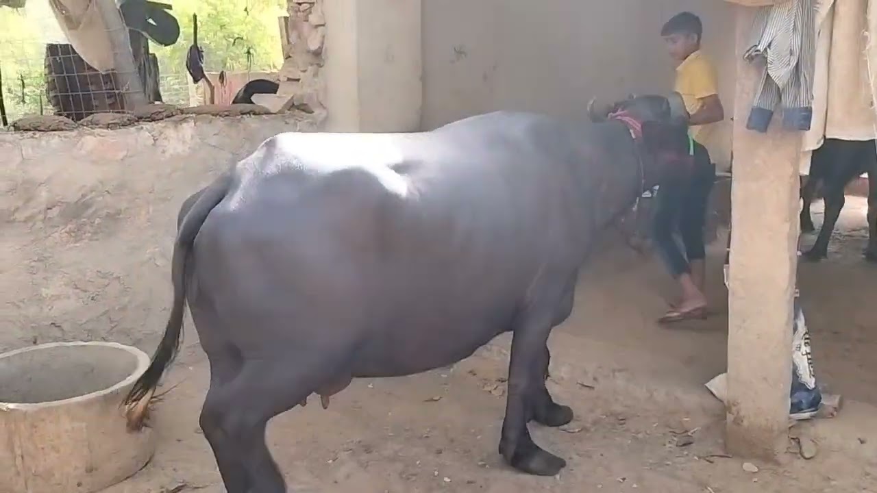 desi murra joti