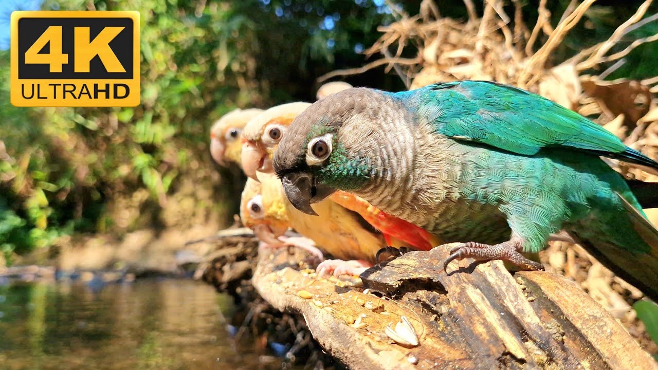 What are they looking at in the water? 4k videos, Blue cheek conure parrot sounds.