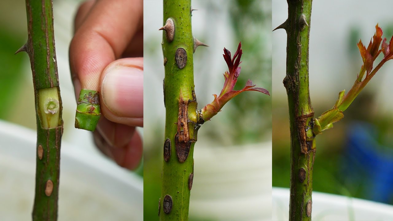 How to grow multiple rose in a tree - Rose bud grafting